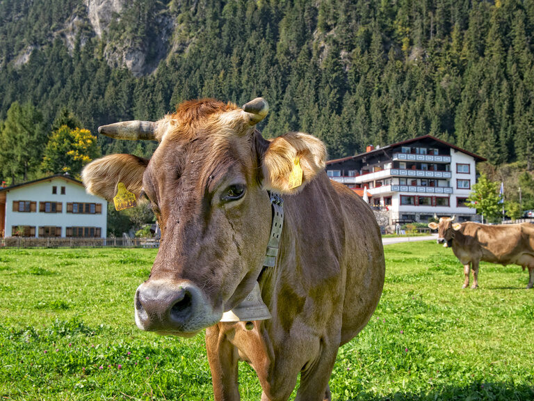 Einige Kühe grasen auf einem grünen Hügel an einem sonnigen Tag